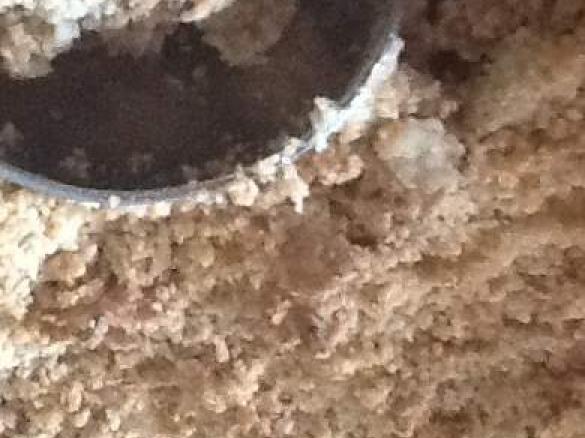 Feijoa and apple crumble