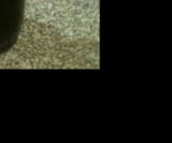 Jeanie's Chocolate Sauce