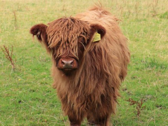 Tracy’s Beef Rendang
