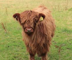 Tracy’s Beef Rendang