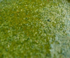 Chermoula marinade