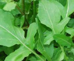 Apple, Rocket and Hemp seed Smoothie