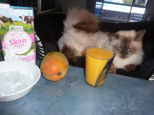 Thermo-cat Jemima's Mango Smoothie