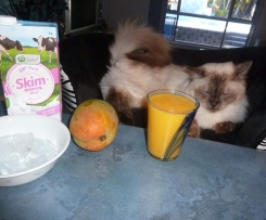 Thermo-cat Jemima's Mango Smoothie