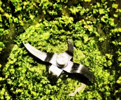 The Shrinking Hubby's Pesto