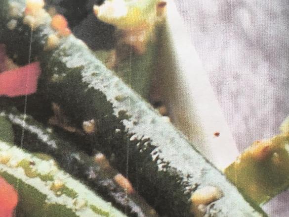 Bean Salad with hazelnut dressing