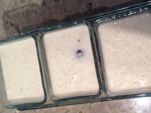 Coconut Berry Panna Cotta LCHF