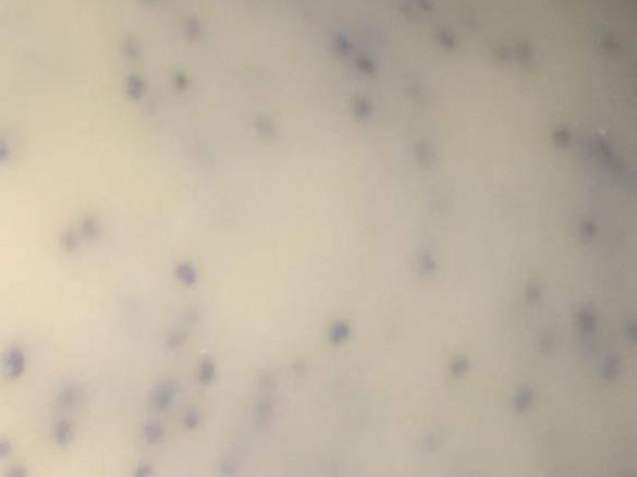 The BEST homemade Poppyseed Salad Dressing EVER!