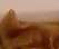 Amie's Pork Wonton+ noodle Soup