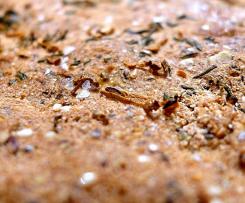 Italian focaccia - Paleo, LCHF, Grain free, Sugar free, Nut free and Gluten free