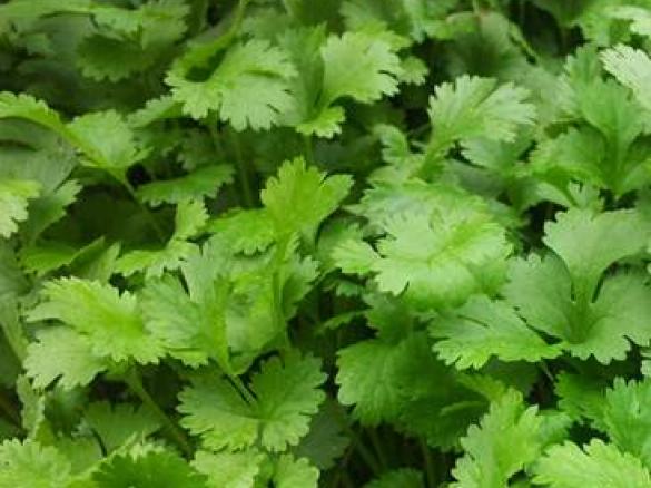 Coriander cashew and lime pesto