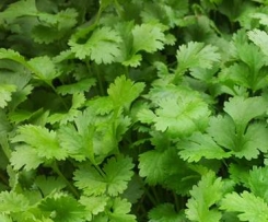 Coriander cashew and lime pesto