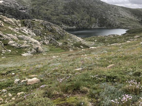 Steamed golden syrup pudding