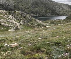 Steamed golden syrup pudding
