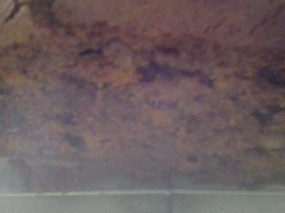 Clone of the best carrot & walnut cake