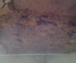 Clone of the best carrot & walnut cake