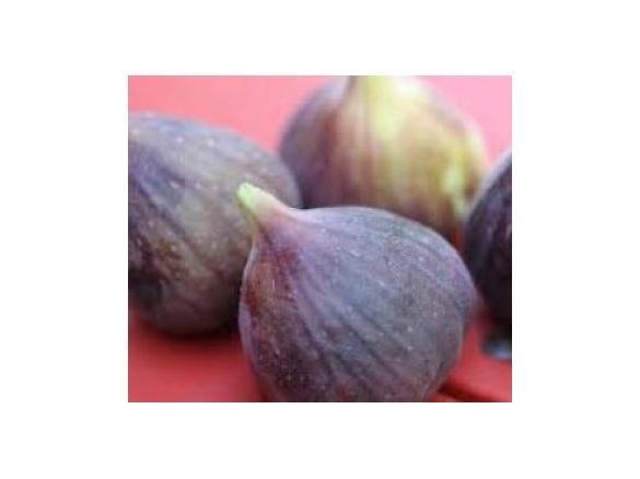 Middle Eastern Fig Sorbet