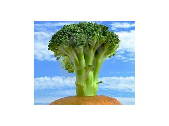 Carins Curried Broccoli and Potato soup