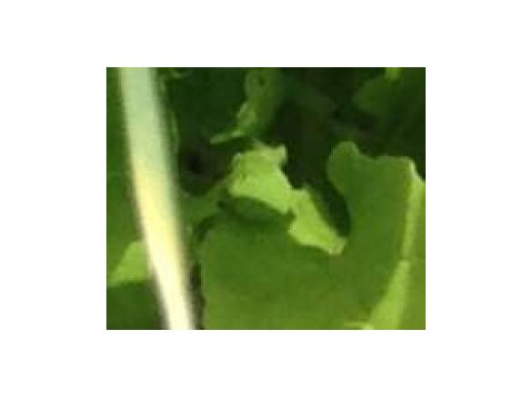 Japanese Rocket Pesto