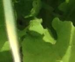 Japanese Rocket Pesto