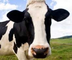 Easy Peasy Condensed Milk