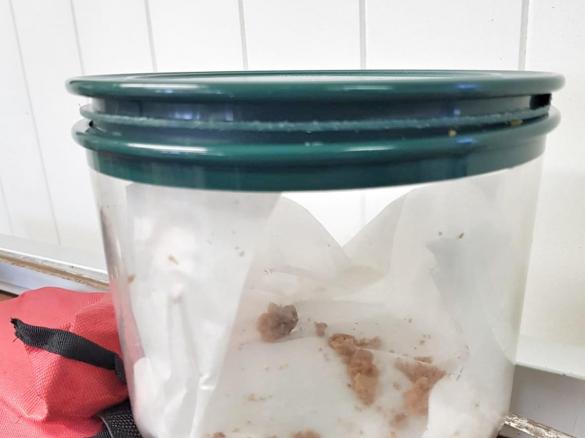 Mango Butter Cookies (made with Lindt balls!)