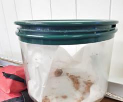 Mango Butter Cookies (made with Lindt balls!)