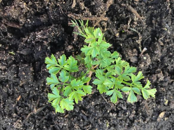 Variation onion sauce