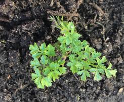 Variation onion sauce