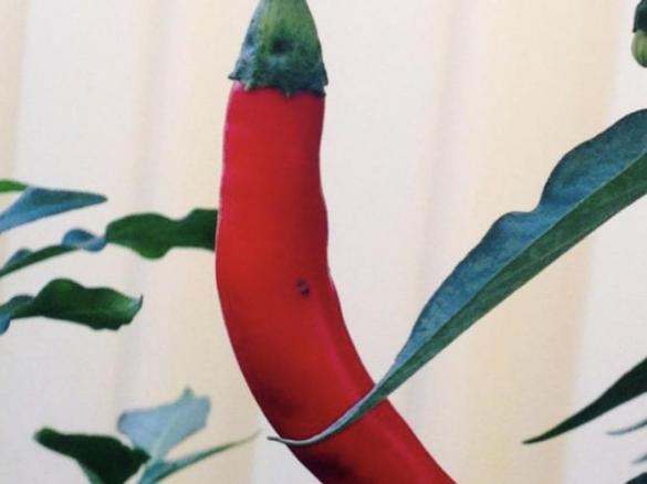 Julie’s Chilli Jam