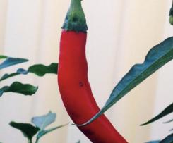 Julie’s Chilli Jam