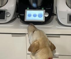 Phoenix’s Dog Treats