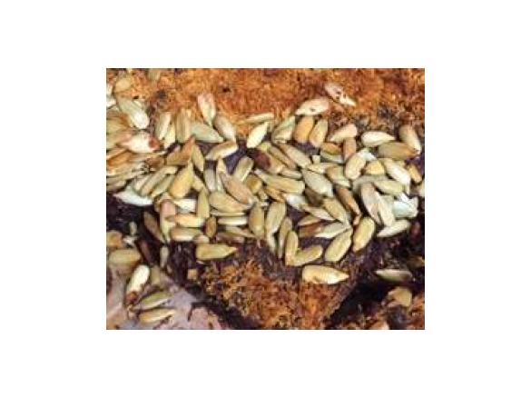 Gluten Free Chocolate Coconut Brownies