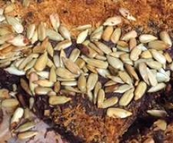 Gluten Free Chocolate Coconut Brownies