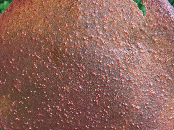 Strawberry Carrot Leather