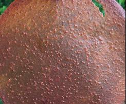 Strawberry Carrot Leather