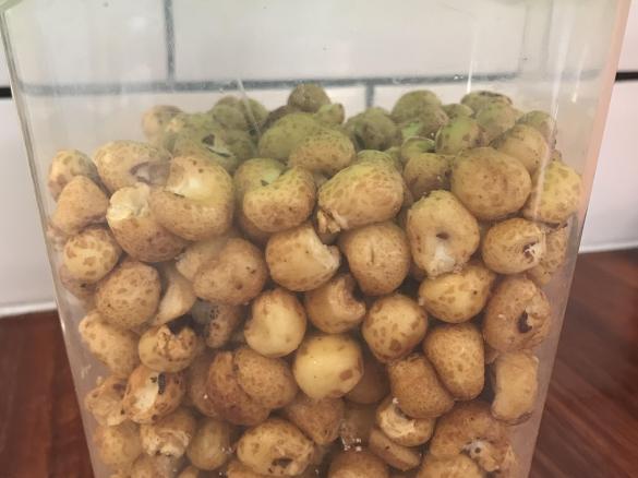 Oscars Honey Corn cereal