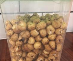 Oscars Honey Corn cereal