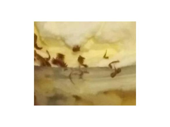 Blackberry and Port wine Trifle