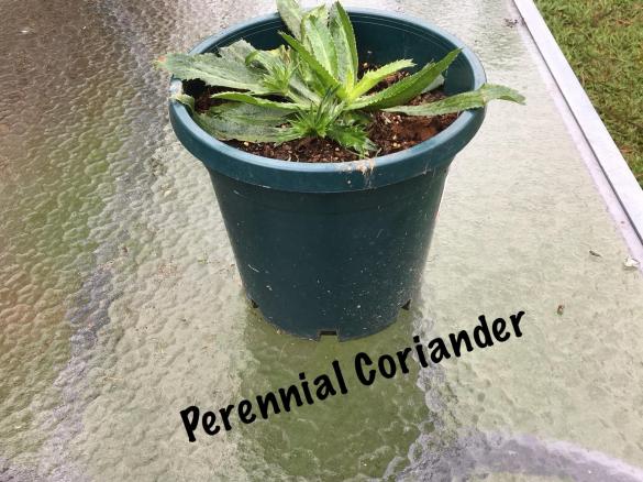 Zucchini, Corn and Coriander Pikelets