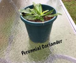 Zucchini, Corn and Coriander Pikelets