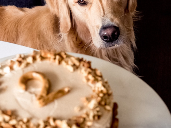 Birthday Cake for Dogs
