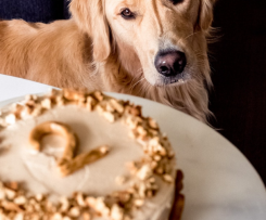 Birthday Cake for Dogs