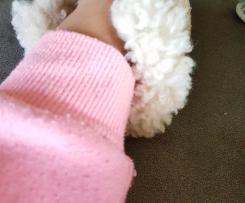 German Chocolate Cake