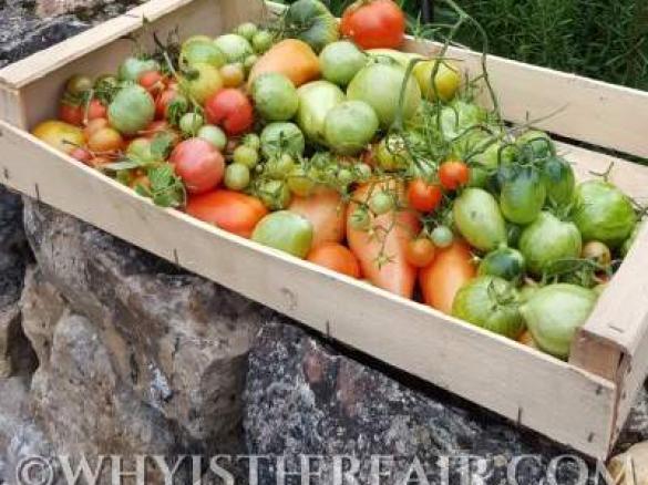 Green Tomato Chutney