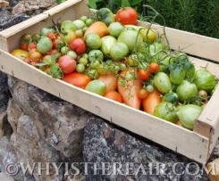 Green Tomato Chutney