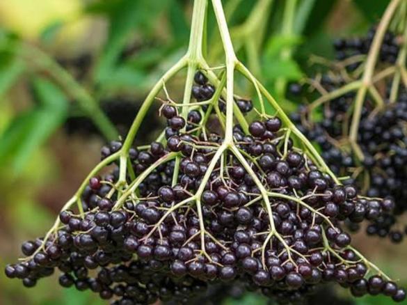 Immune Boosting Elderberry Oxymel