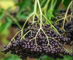 Immune Boosting Elderberry Oxymel
