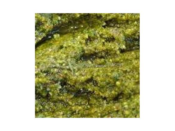 Pistachio Mint Pesto