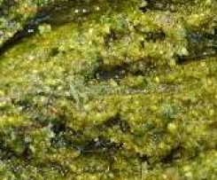 Pistachio Mint Pesto